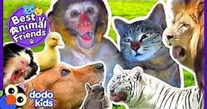 Animals Who Love Each Other Like Family | 2 Hrs Of Animal Videos For Kids | Dodo Kids
