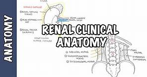 Kidneys - Clinical Anatomy (renal anatomy)