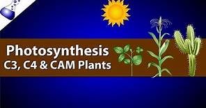 Photosynthesis: Comparing C3, C4 and CAM