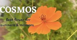 How to grow Cosmos flowers||Summer flowering plant||Easy to grow flowering plant from seeds