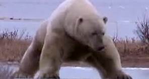 Polar Bear on Thin Ice | BBC Studios
