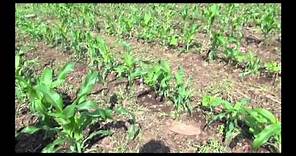 Cultivo de maíz criollo con manejo orgánico
