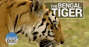 Bengal Tiger | Wild Animals - Planet Doc Full Documentaries