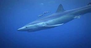 Mundo Submarino: Tiburón azul