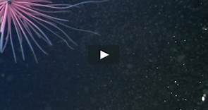 Plankton - Trailer