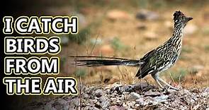 Roadrunner facts: "Meep meep" more like "Coo coo" | Animal Fact Files