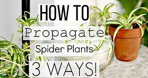 How To Propagate Spider Plants The Correct Way! | Best 3 Ways To Propagate Spider Plantlets!