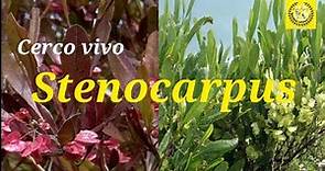 Cuidados del Stenocarpus o Jarilla | Dodonaea Viscosa | Especial cerco vivo