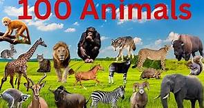 100 Animal Names Everyone Should Know || 100 Essential Animal Names