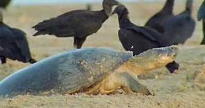 Giant turtles vs vultures - BBC wildlife