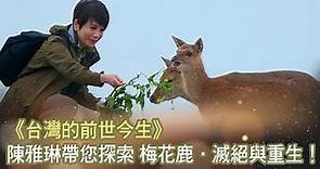 《台灣的前世今生》陳雅琳帶您探索 梅花鹿．滅絕與重生！