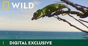 Cunning Chameleons | Europe's Great Wilderness | National Geographic Wild UK