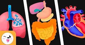 Human body organs for kids - Circulatory system, digestive system and respiratory system for kids