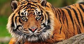 Sumatran tiger - The Year of the Tiger
