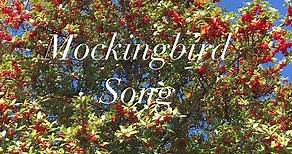 #TexasStateBird #Mockingbird #birdsounds #birdwatching #birdsongs #rockwalltx #americanbirds | Paula Dodd Barnes