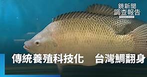科技走入傳統養殖 台灣鯛翻身鍍金｜鏡新聞調查報告 #鏡新聞