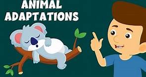 Animal Adaptations - Adaptation and Survival - Animal Adaptations for Kids - Learning Junction