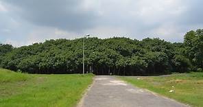 The Great Banyan - Widest tree in the world at Indian Botanic Garden, Howrah, KOlkata