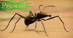 Minuscule - The Ants / Les Fourmis (Season 2)
