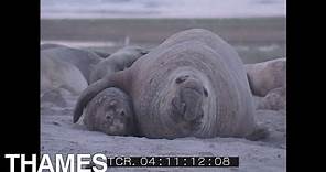 Mating Elephant Seals | Patagonia | Argentina