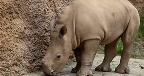 Zoo Atlanta reveals name of its baby rhino