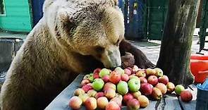 Bear eating apples