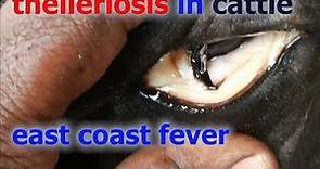 theileriosis in cattle how it cause anemia and deaths how vet treated &saved,prevention/tick fever