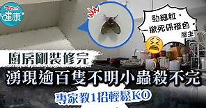 【家居衛生】廚房湧現逾百隻不明小蟲　專家教1招低成本輕鬆KO - 香港經濟日報 - TOPick - 健康 - 健康資訊