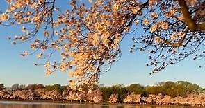 Watch: Annual Cherry Blossom Blooming Creates Gorgeous Scene In D.C.