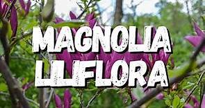 Magnolia Liliflora: Saiba Tudo Sobre Essa Planta