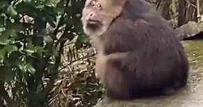 Meet Xing Xing, a 15-year-old, one-armed Tibetan macaque who was rescued and lives with Grandma in Ningbo, China. #wildlife #wildanimals #animals #cuteanimals #animallover #monkey #cutemonkey #macaque #tibetanmacaque #xingxingmonkey
