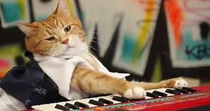 Keyboard Cat - Keyboard Cat's Strobe Vibe