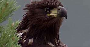Young Eagle Flies for the First Time | BBC Earth