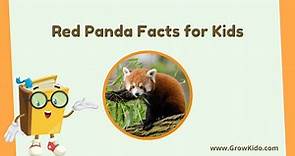 11 Amazing Red Panda Facts for Kids [UPDATED Facts]