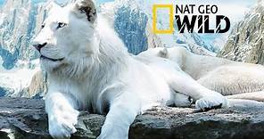 The Rare and Exotic Animals " White Lions"-[HD]National Geographic[Full Documentary]