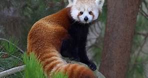 Red Panda Day at the San Diego Zoo