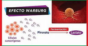 Metabolismo del cáncer | Efecto Warburg (glucólisis aeróbica)