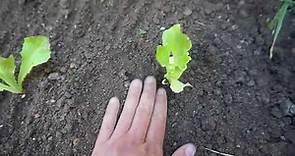 Como plantar lechugas rizadas de forma 100 % efectiva en la huerta ecológica !!