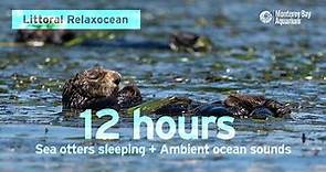 12 Hours Of Sea Otters Sleeping In Monterey Bay | Ambient Ocean Sounds | Littoral Relaxocean