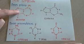 Bases nitrogenadas: que son, tipos y como se asocian en el ADN y ARN.