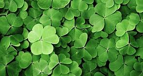 How To Grow And Care For A Shamrock Plant - Bunnings Australia