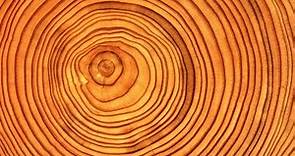 Introduction to Dendrochronology