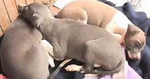 Italian Greyhounds: Pros and cons