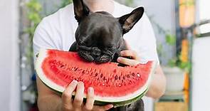 What Human Foods Can Dogs Eat? 35 Foods Fido Can Eat Too