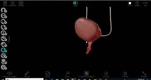 Anatomia de ureter,vejiga,uretra
