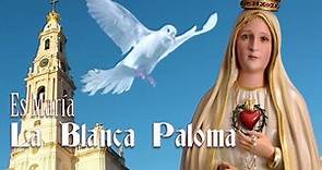 Es María la Blanca Paloma con letra. Música en honor a la Virgen de Fátima #fatima #blancapaloma