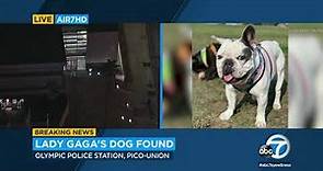 Lady Gaga's 2 French bulldogs recovered unharmed following shooting, theft I ABC7