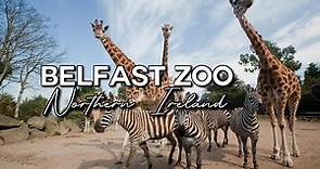 Belfast Zoological Gardens 2022 - Amazing animals at Belfast Zoo | Northern Ireland | United Kingdom