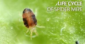 Life cycle of spider mite