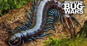 Best Centipede Showdowns | MONSTER BUG WARS